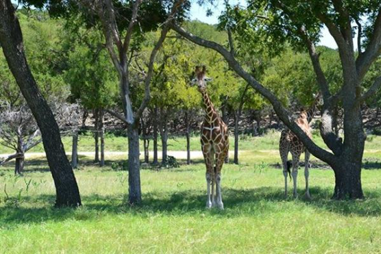 Giraffe in a field of trees