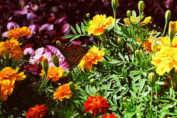Multiple colored flowers with butterfly